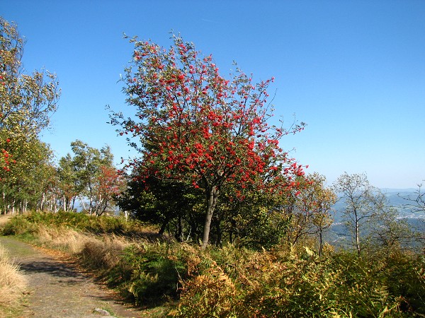 TISKÉ STĚNY,DEČÍNKSÝ SNĚŽNÍK 722 M,BELVEDER